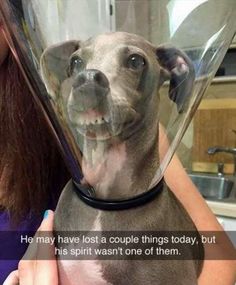 a woman holding a dog wearing a cone on it's head with the caption he may have lost a couple things today, but his spirit doesn't one of them