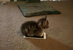 a small kitten sitting on top of a litter box