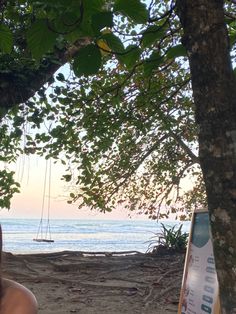 a woman sitting under a tree next to the ocean