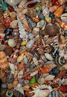 many different types of seashells are grouped together in this photo, including one shell