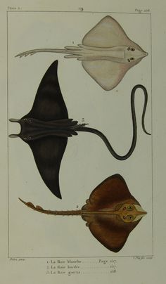 three different types of sea animals are depicted in this drawing from the 19th century,