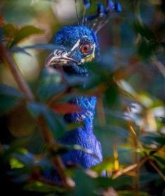 a blue bird sitting on top of a lush green leaf covered tree branch in a forest