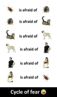 a poster with different types of cats and dogs on it's side, including the words cycle of fear