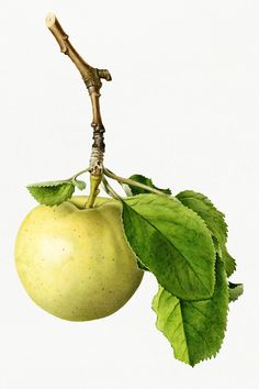 an apple with green leaves hanging from it's branch, on a white background