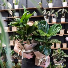 a person holding a bunch of plants in front of shelves with potted plants on them