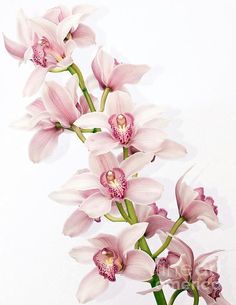 pink flowers in a vase on a white background