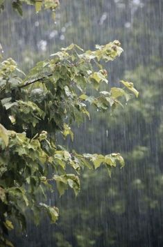 the rain is pouring down on trees and leaves