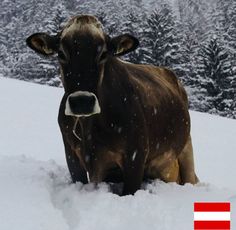 a brown cow standing in the snow near trees