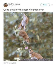 two mice hanging upside down with the caption telling people that you love them is something showing them is everything