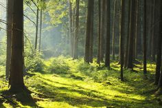 the sun shines through the trees and grass in this forest filled with tall, thin trees