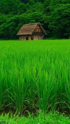 a green field with a house in the background