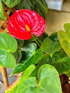 a red flower sitting on top of a lush green plant