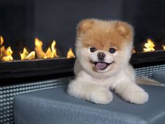 a small dog sitting on top of a gray chair in front of a fire place