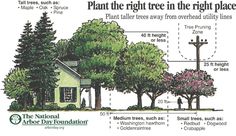 a house with trees and the words plant the right tree in the right place