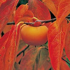 an orange fruit hanging from a tree with red leaves