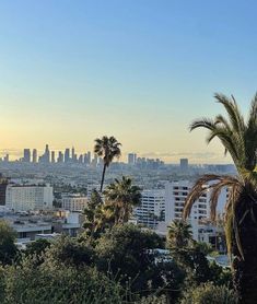 palm trees in front of the city skyline