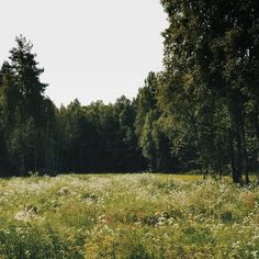 an open field with lots of trees and flowers in the foreground, surrounded by tall grass