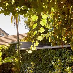 the house is surrounded by greenery and trees