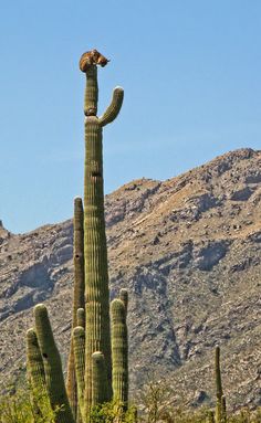 a tall cactus with a bird perched on it's top