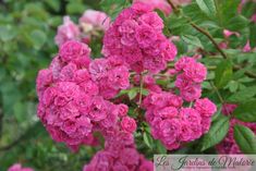 pink flowers are blooming in the garden