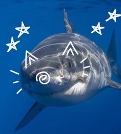 a close up of a shark under water with stars on it's forehead and eyes