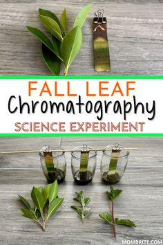 fall leaf chromatography science experiment for kids with text overlay that reads, fall leaf chromatographs science experiment