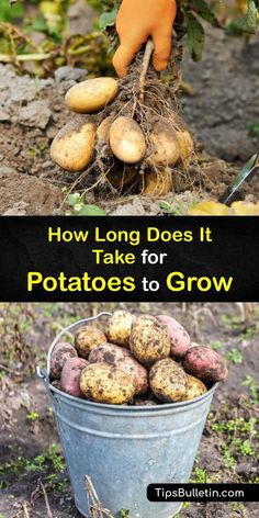 potatoes in a bucket with the words how long does it take for potatoes to grow?