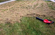 a baseball bat laying in the grass near a path