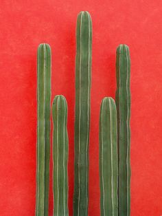 three green cactus plants against a red background