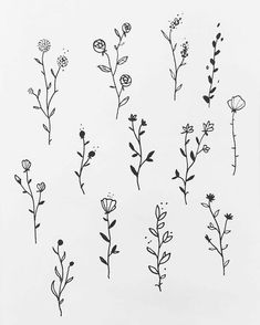 various flowers drawn in black ink on white paper, each with different stems and leaves