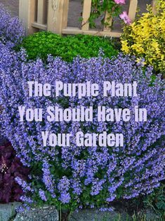 purple plants with the words, the purple plant you should have in your garden on it