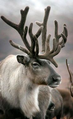 an animal with very large antlers on it's head