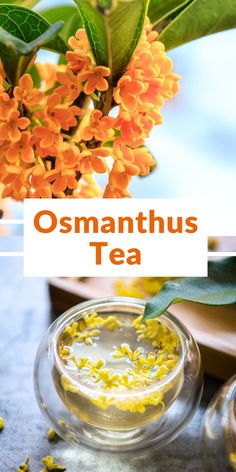 an orange and yellow flower with the words osmanthus tea in front of it