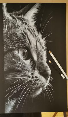 a pencil drawing of a cat's face on a piece of paper next to a pair of scissors