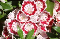 red and white flowers with green leaves in the background