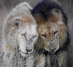 two lions standing next to each other in tall grass