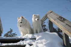 two white dogs standing on top of snow covered steps