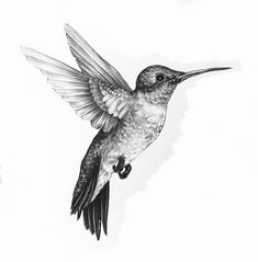 a black and white drawing of a hummingbird flying in the air with its wings spread