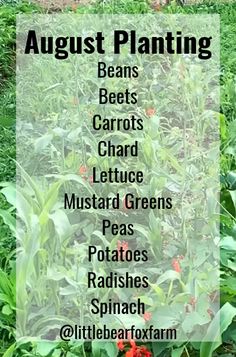 the garden is full of plants and flowers with words that read august planting beans, beets, carrots, lettuce, mustard, peas, potatoes, radishes, radishes, spinach