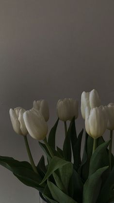 white tulips in a glass vase on a table