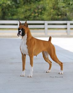 a large brown and white dog standing on top of a cement road next to trees