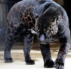 a close up of a black and brown leopard