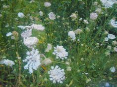 some white flowers are growing in the grass