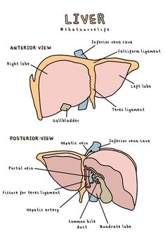 an image of the livers and their corresponding parts in this diagram, there are two sections