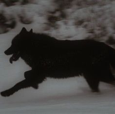 Black Wolf In Snow, Animagus Aesthetic, Wolfs Aesthetic, Black Wolf Art, Ryo Kurokiba, Wolf Black, Werewolf Aesthetic, She Wolf, 다크 판타지