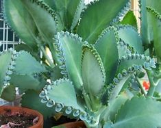 a close up of a plant with green leaves