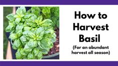 an image of how to harvest the best basil for an abundant harvest in your garden