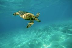 a green turtle swimming in the ocean