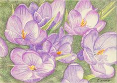 a drawing of purple flowers with green stems