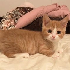 an orange and white kitten laying on top of a bed next to a pink blanket